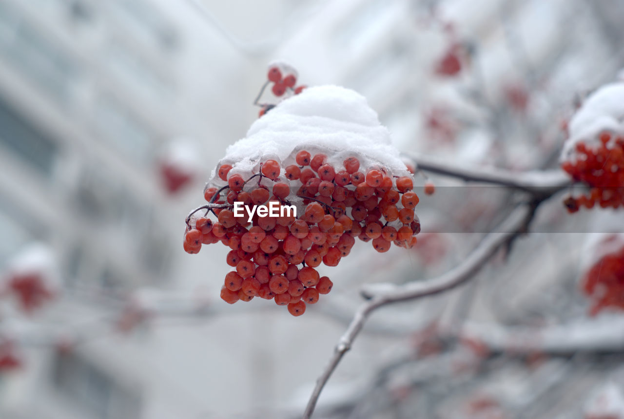 Close-up of frozen rowan berries on tree