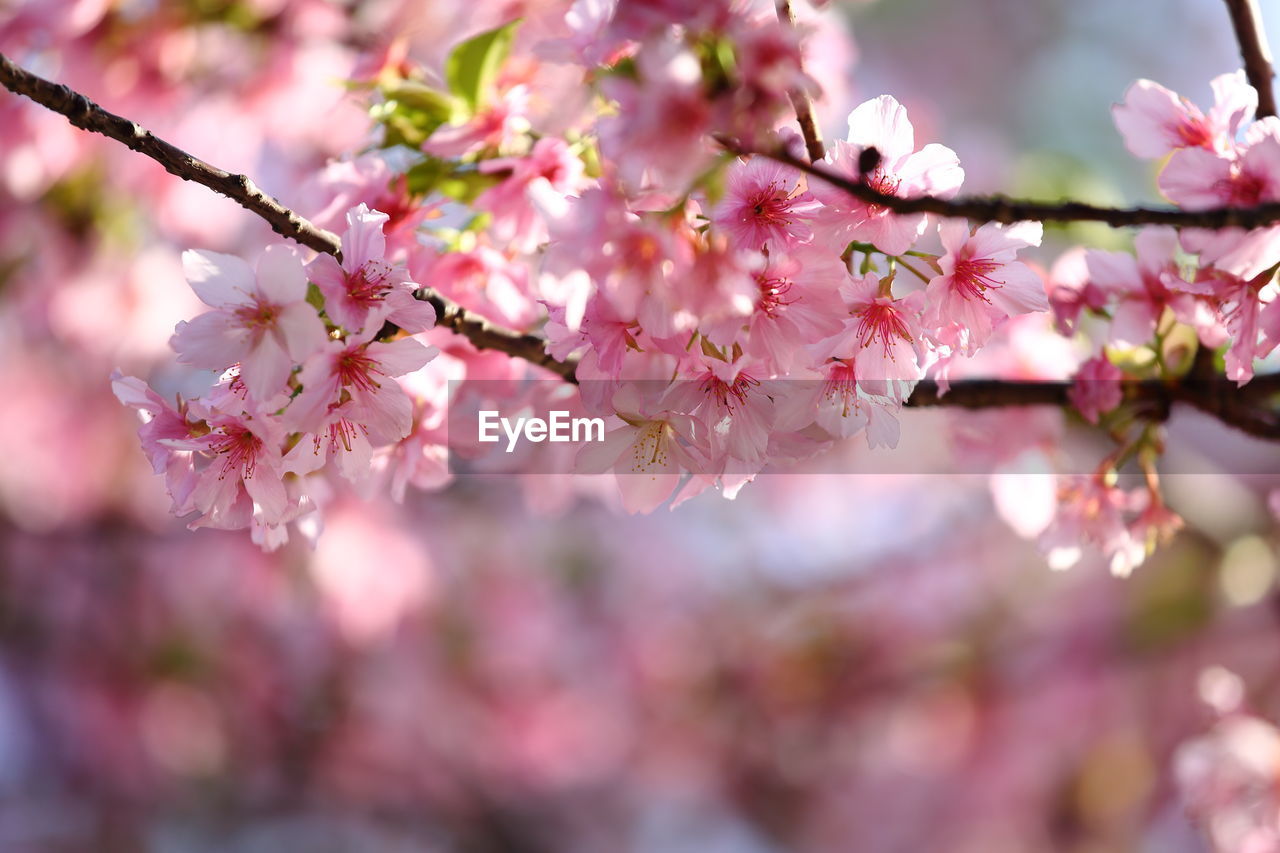 CLOSE-UP OF PINK CHERRY BLOSSOMS