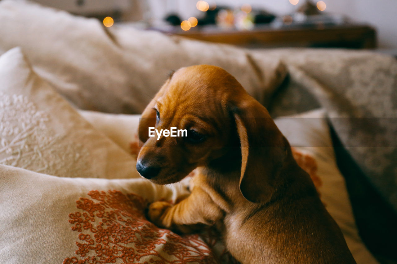 Close-up of dachshund puppy on sofa