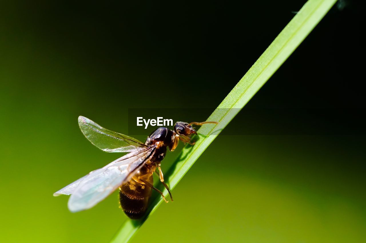 Close-up of insect on plant