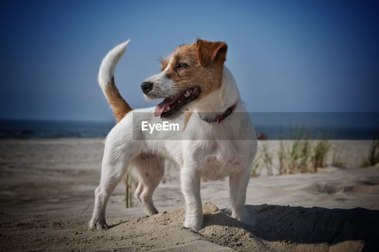 Jack russell terrier at beach against sky