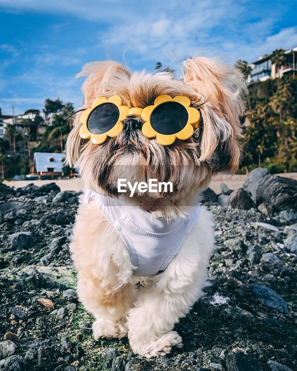 Portrait of a dog wearing sunglasses in city