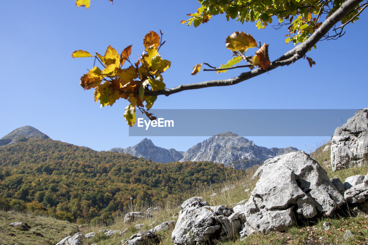 Tree by rocks against clear sky