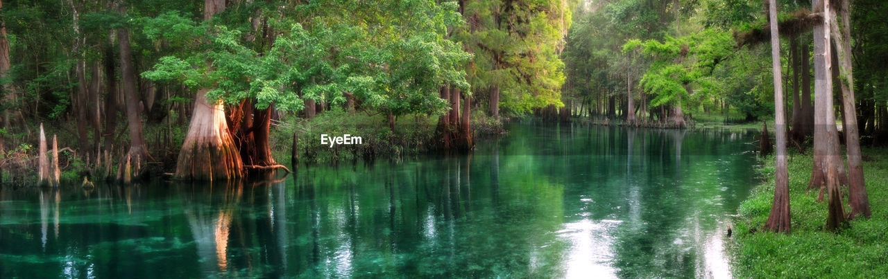 Scenic view of river in forest