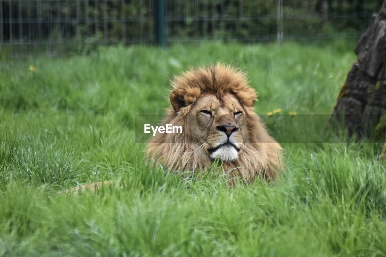 Portrait of a lion in a field 