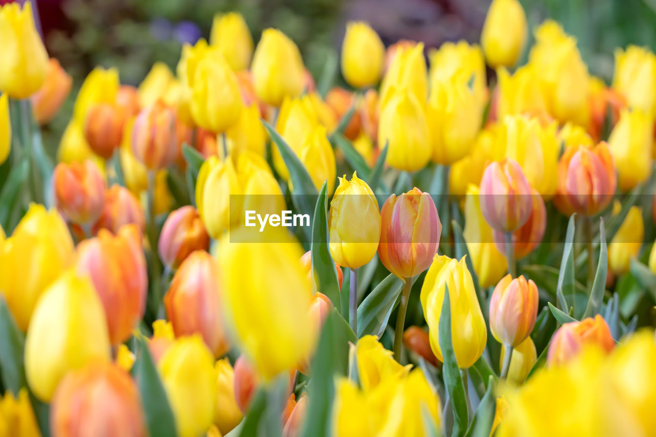 Close-up of yellow tulips