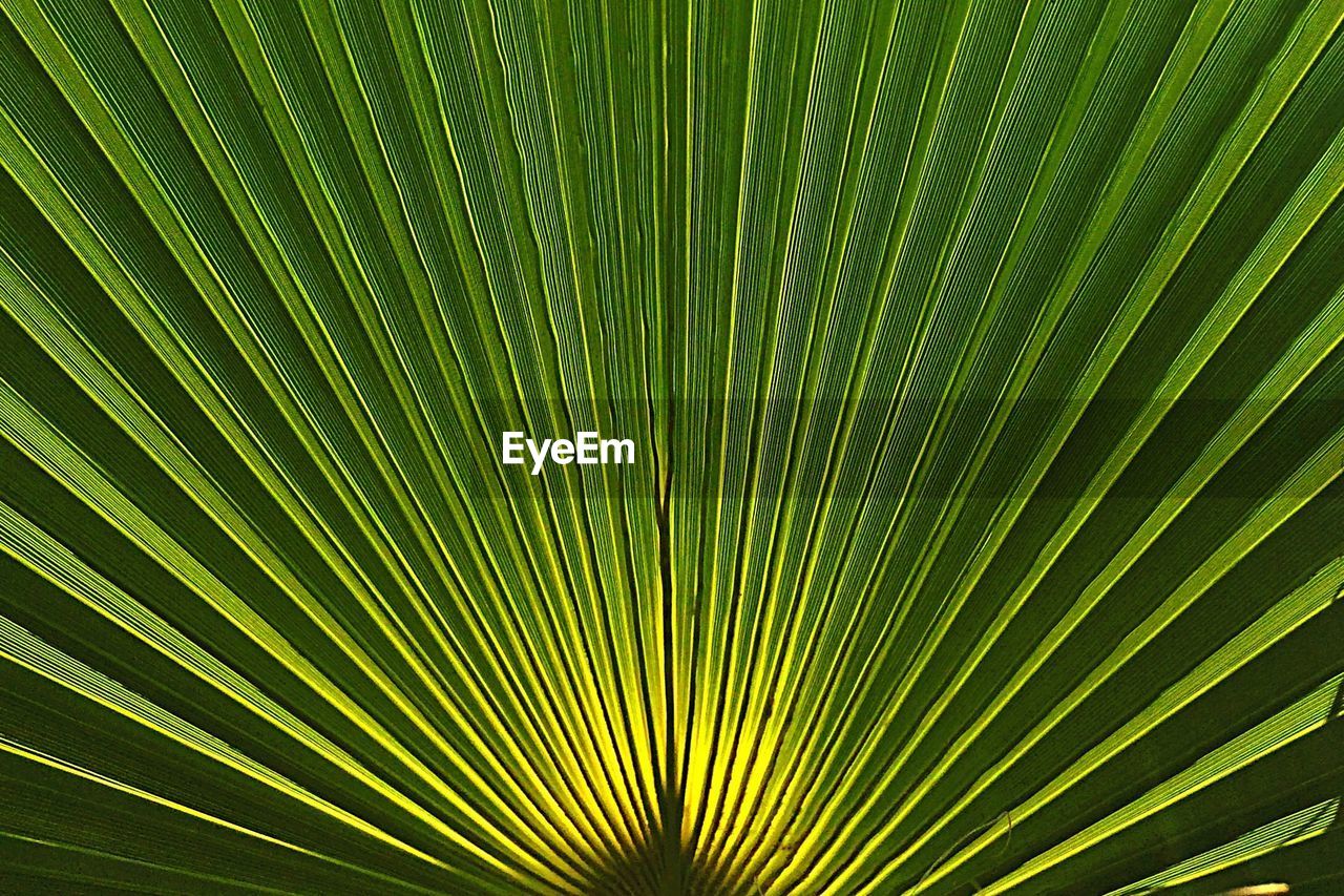 Extreme close up of leaves