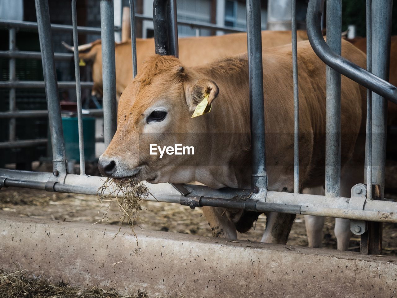 COW IN A FENCE