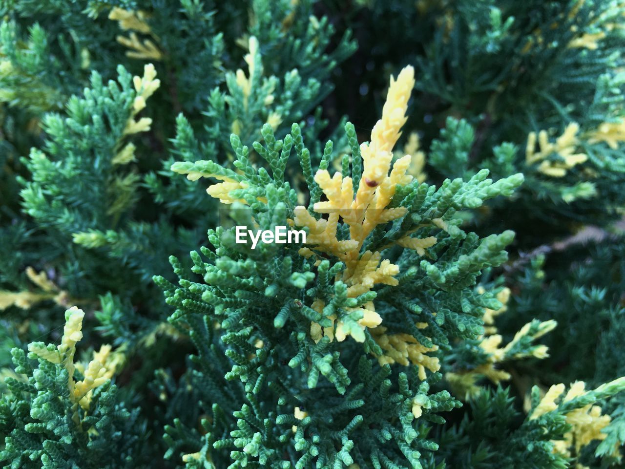 Close-up of yellow flowers