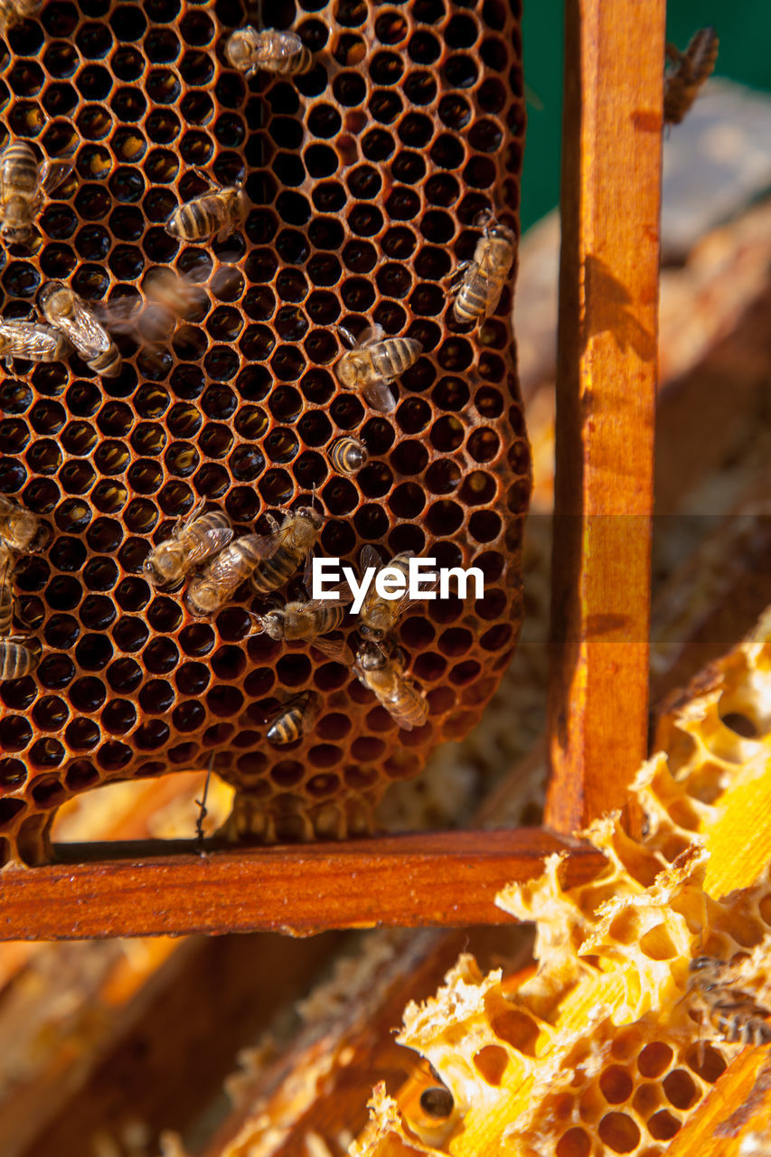 bee, beehive, animal themes, honeycomb, animal, apiculture, insect, yellow, pattern, animal wildlife, no people, close-up, wildlife, nature, group of animals, honey bee, metal, focus on foreground, sunlight, outdoors, large group of animals, day, beauty in nature, wire mesh