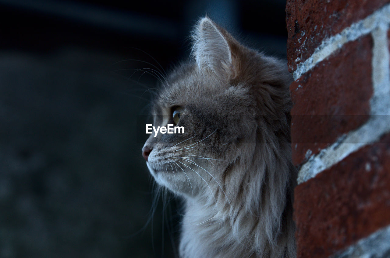 cat, animal themes, animal, mammal, pet, one animal, domestic animals, domestic cat, feline, whiskers, small to medium-sized cats, animal body part, close-up, looking, felidae, animal head, brick, looking away, animal hair, no people, wall, wall - building feature, focus on foreground, brick wall, carnivore, eye