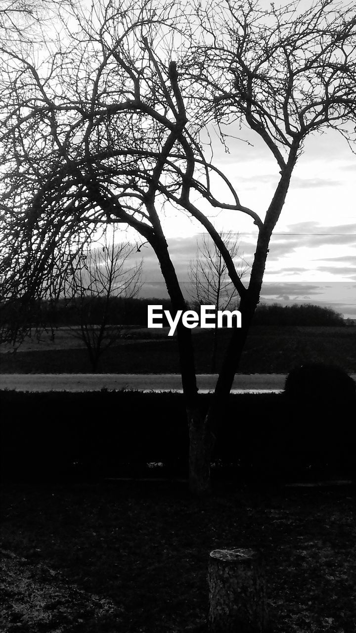 TREES BY WATER AGAINST SKY