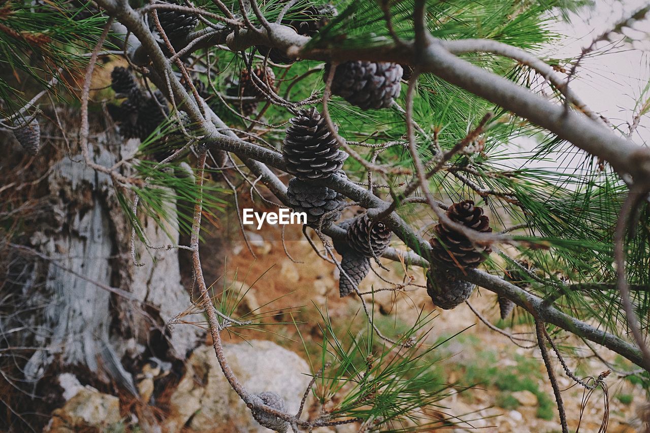 Close-up of pine cone tree