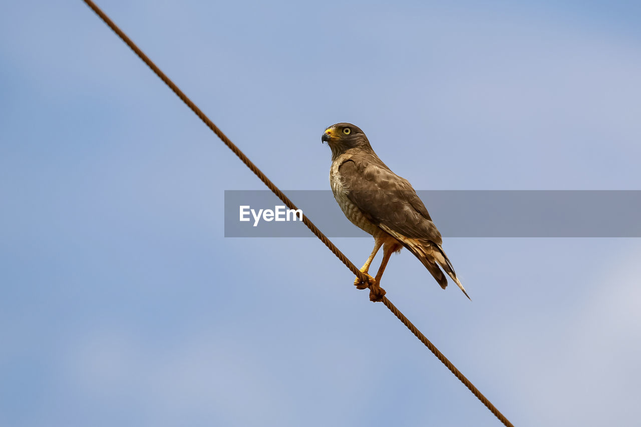 low angle view of bird perching on cable