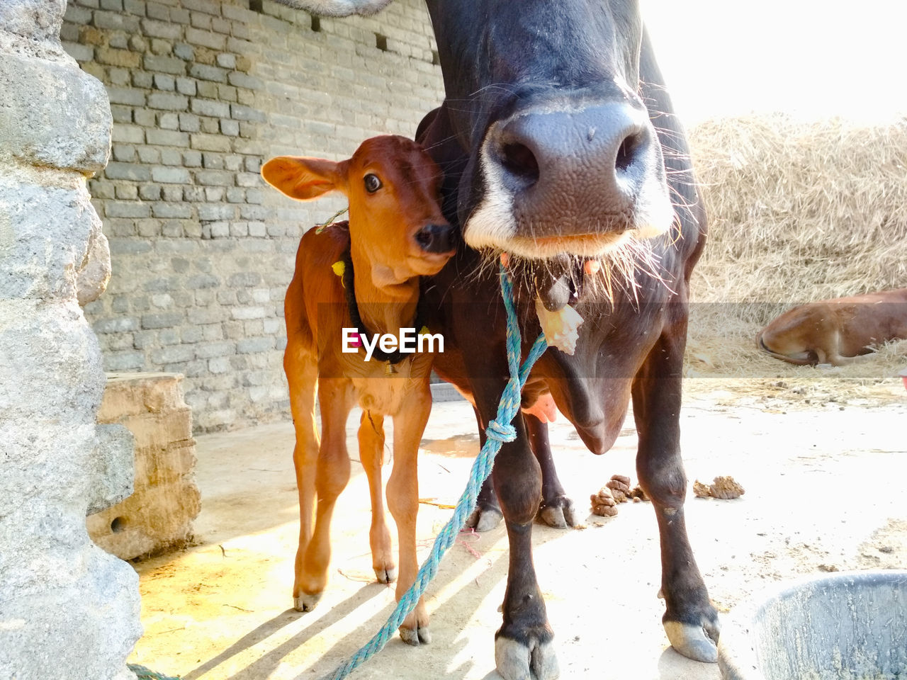 Little new born calf with mother cow