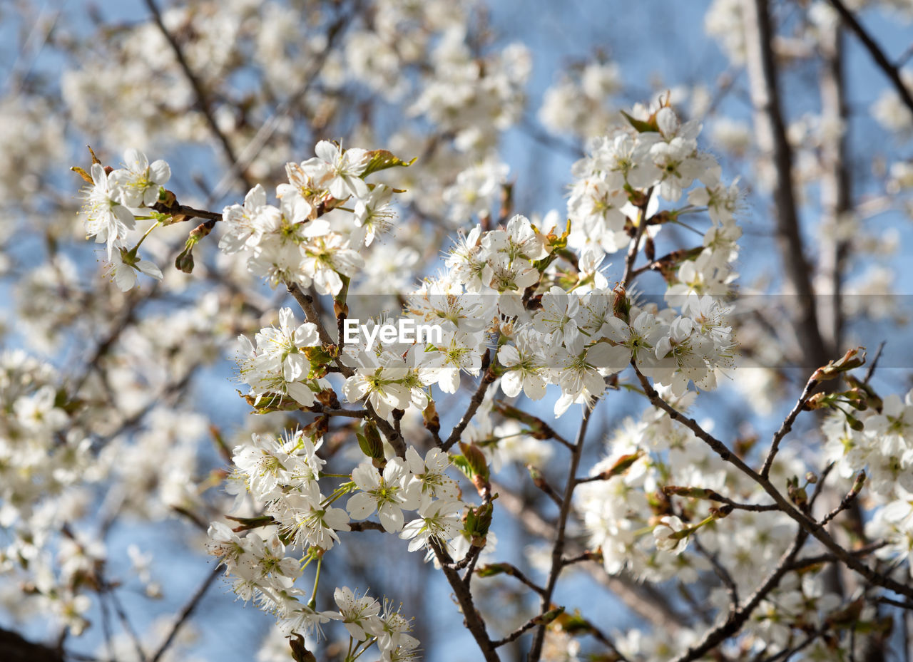 LOW ANGLE VIEW OF WHITE CHERRY BLOSSOM TREE