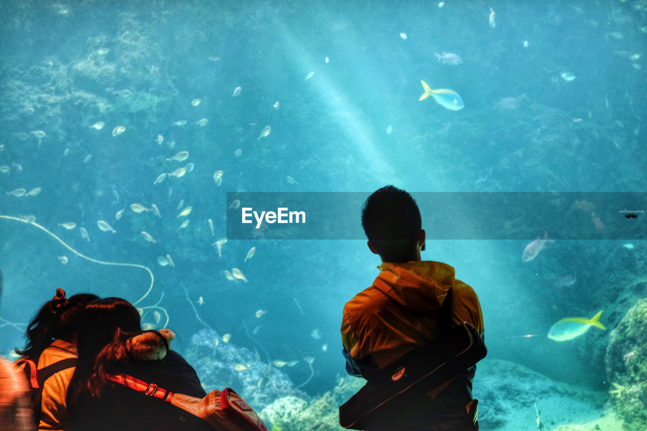 Rear view of people looking at fish in aquarium