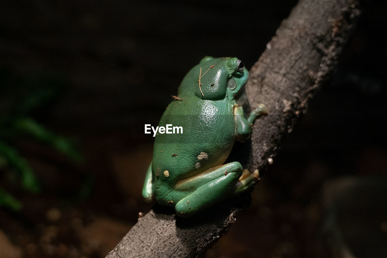 CLOSE-UP OF LIZARD ON BRANCH