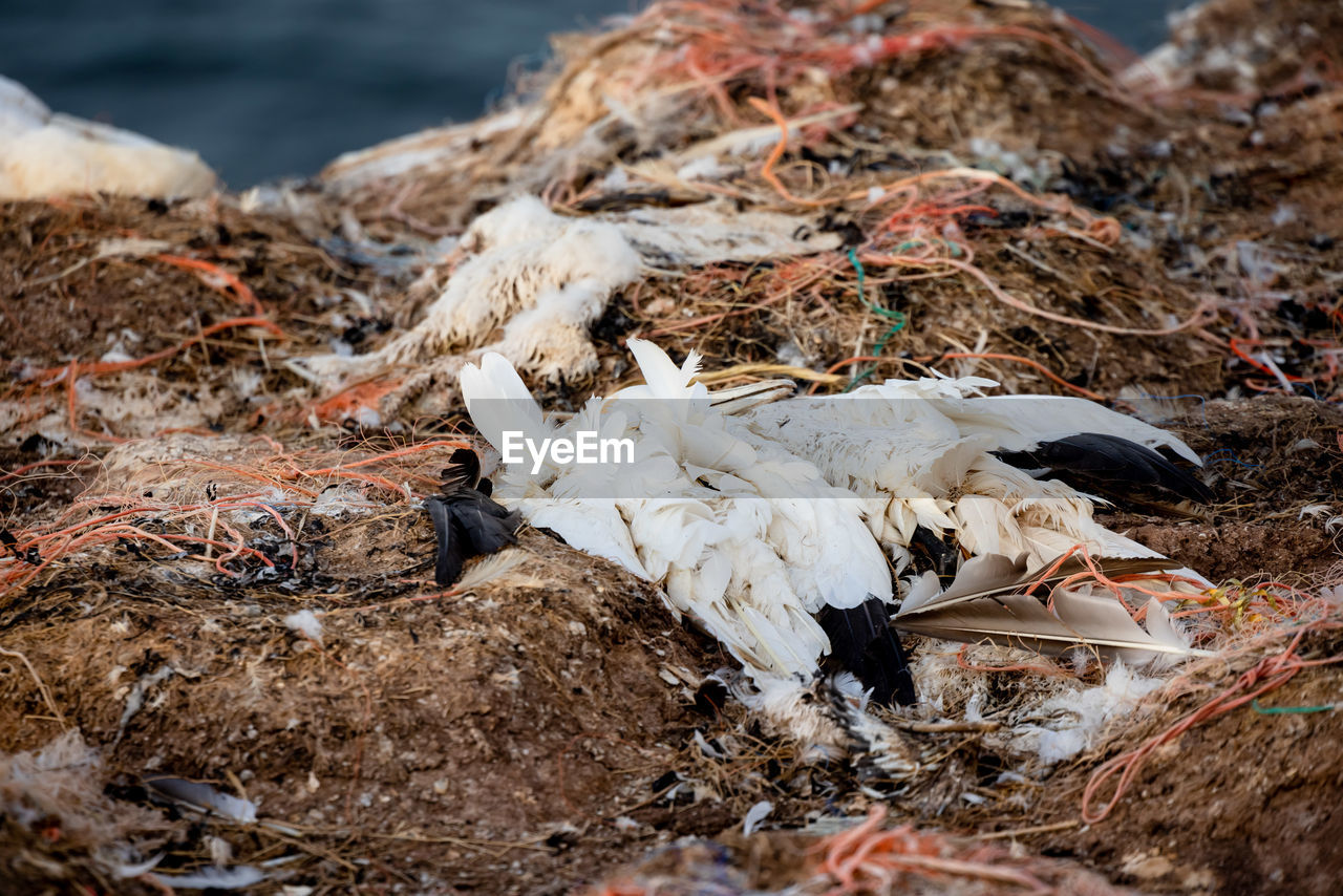 close-up of dead bird