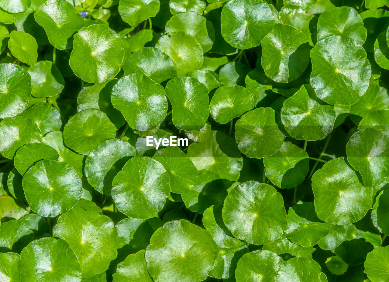 Herbal medicine leaves of centella asiatica known as gotu kola