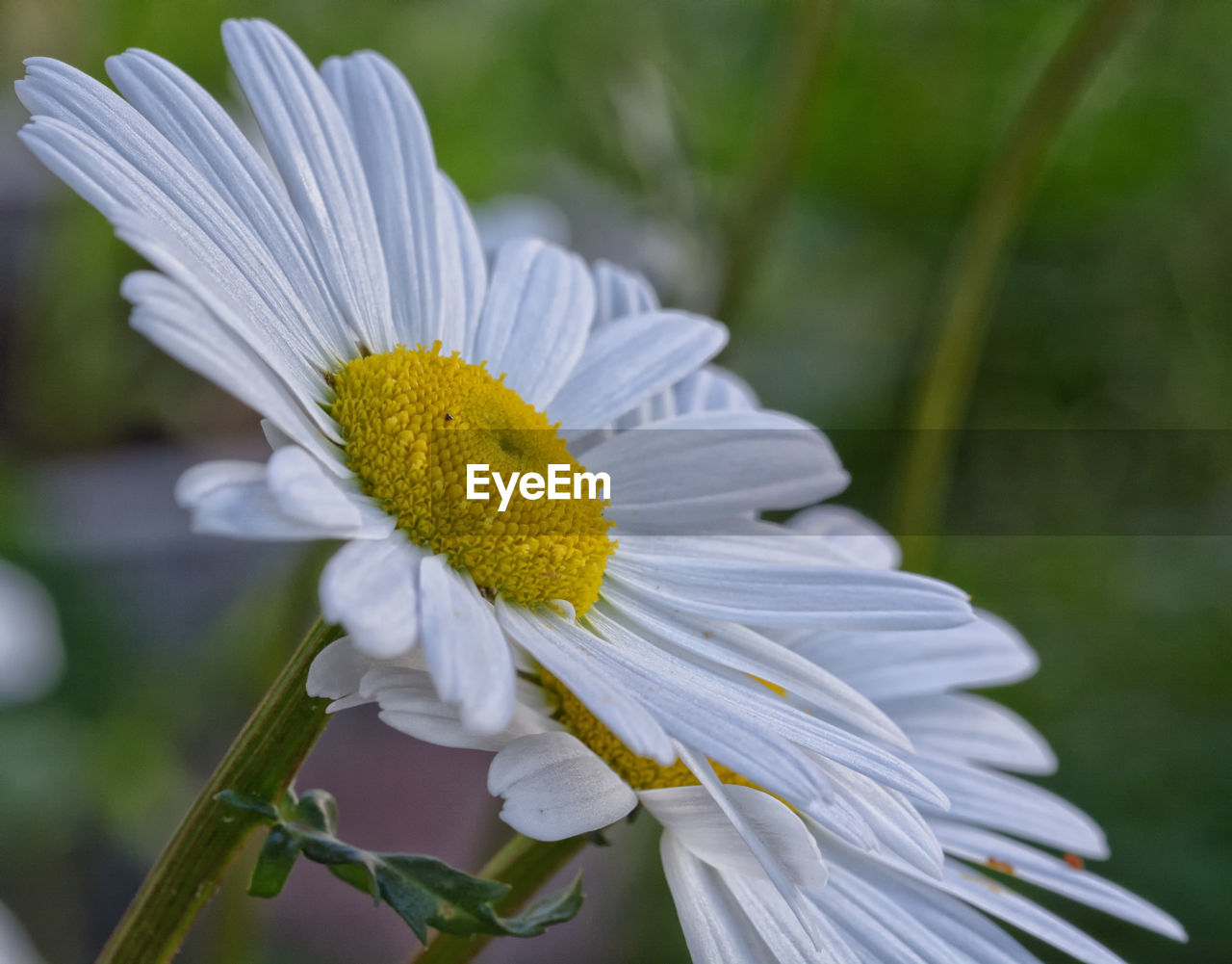 flower, flowering plant, plant, freshness, beauty in nature, close-up, fragility, flower head, nature, petal, growth, macro photography, inflorescence, white, pollen, wildflower, daisy, focus on foreground, blossom, botany, no people, outdoors, springtime, yellow, summer, plant stem, animal themes, animal wildlife, animal, meadow