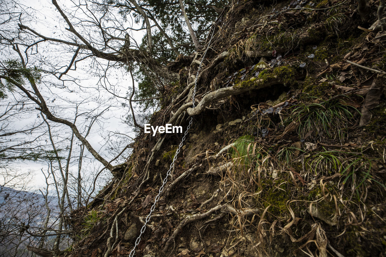 VIEW OF BARE TREE IN FOREST