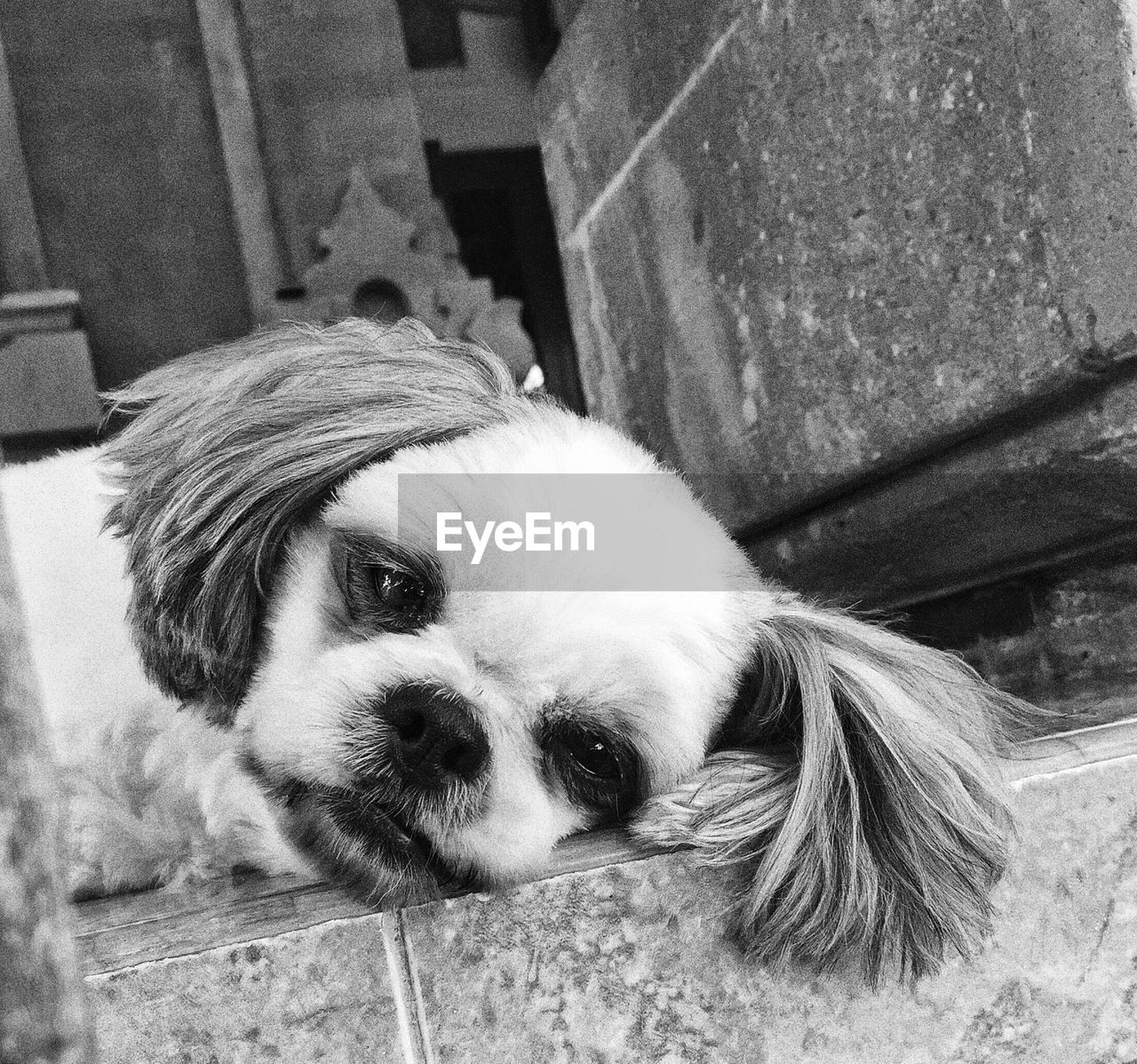 Close-up portrait of cavalier king charles spaniel resting on floor