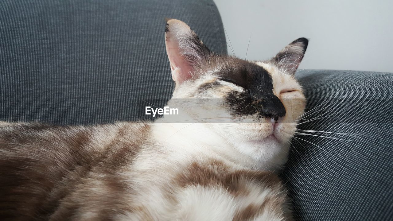 CLOSE-UP OF A CAT RESTING