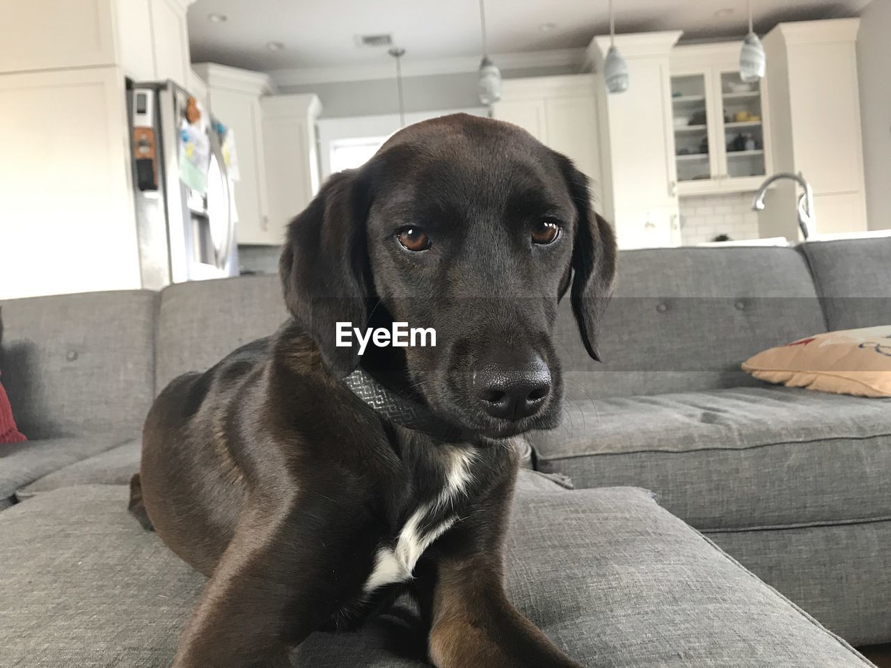 CLOSE-UP PORTRAIT OF DOG LOOKING AWAY AT HOME