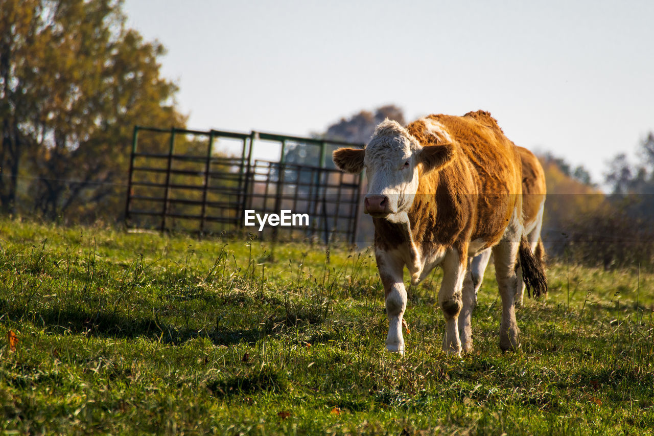 mammal, grass, pasture, animal, animal themes, domestic animals, livestock, rural area, meadow, field, plant, cattle, agriculture, pet, nature, grazing, farm, landscape, sky, rural scene, land, grassland, no people, fence, standing, animal wildlife, natural environment, one animal, dairy cow, cow, outdoors, domestic cattle, environment, wildlife, green, day, plain, prairie