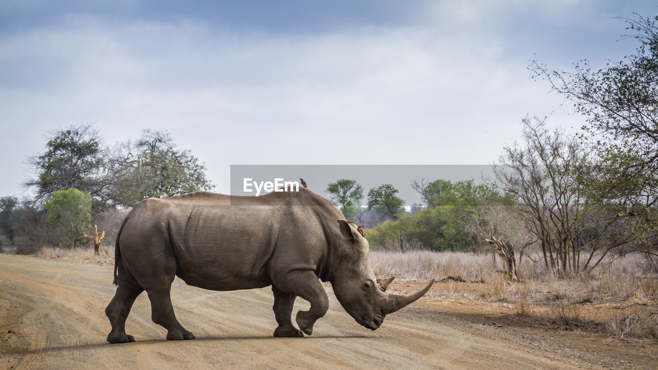 Side view of rhinoceros crossing road in forest