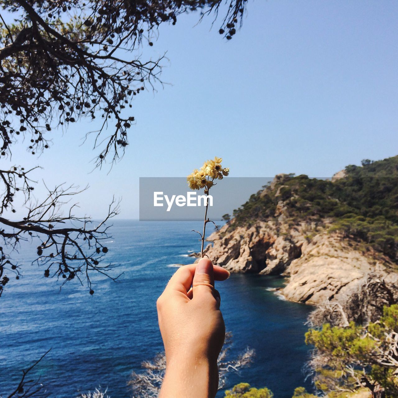 Cropped hand holding flower over sea and mountain against clear sky