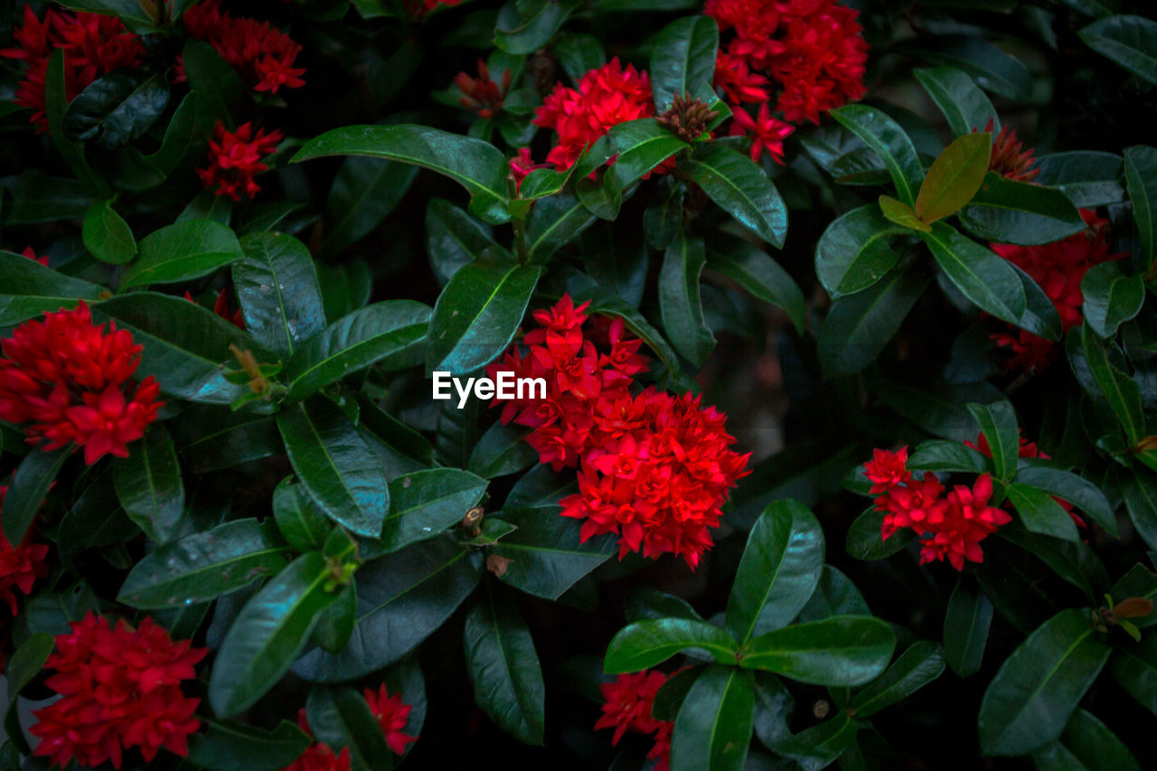 High angle view of red flowering plants in park