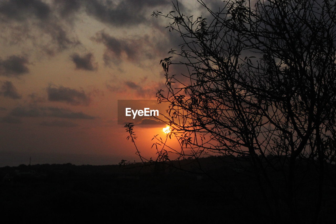 SILHOUETTE BARE TREES AGAINST ORANGE SKY