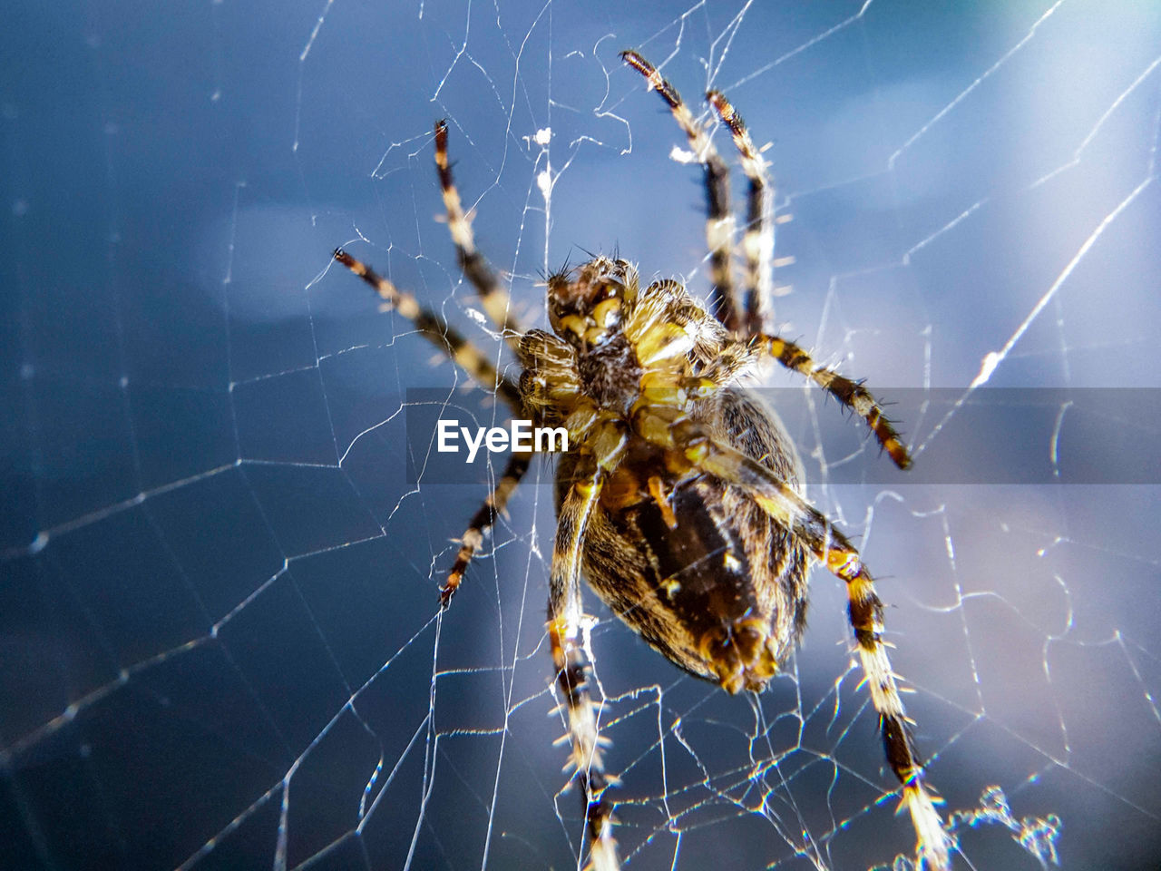 SPIDER ON WEB