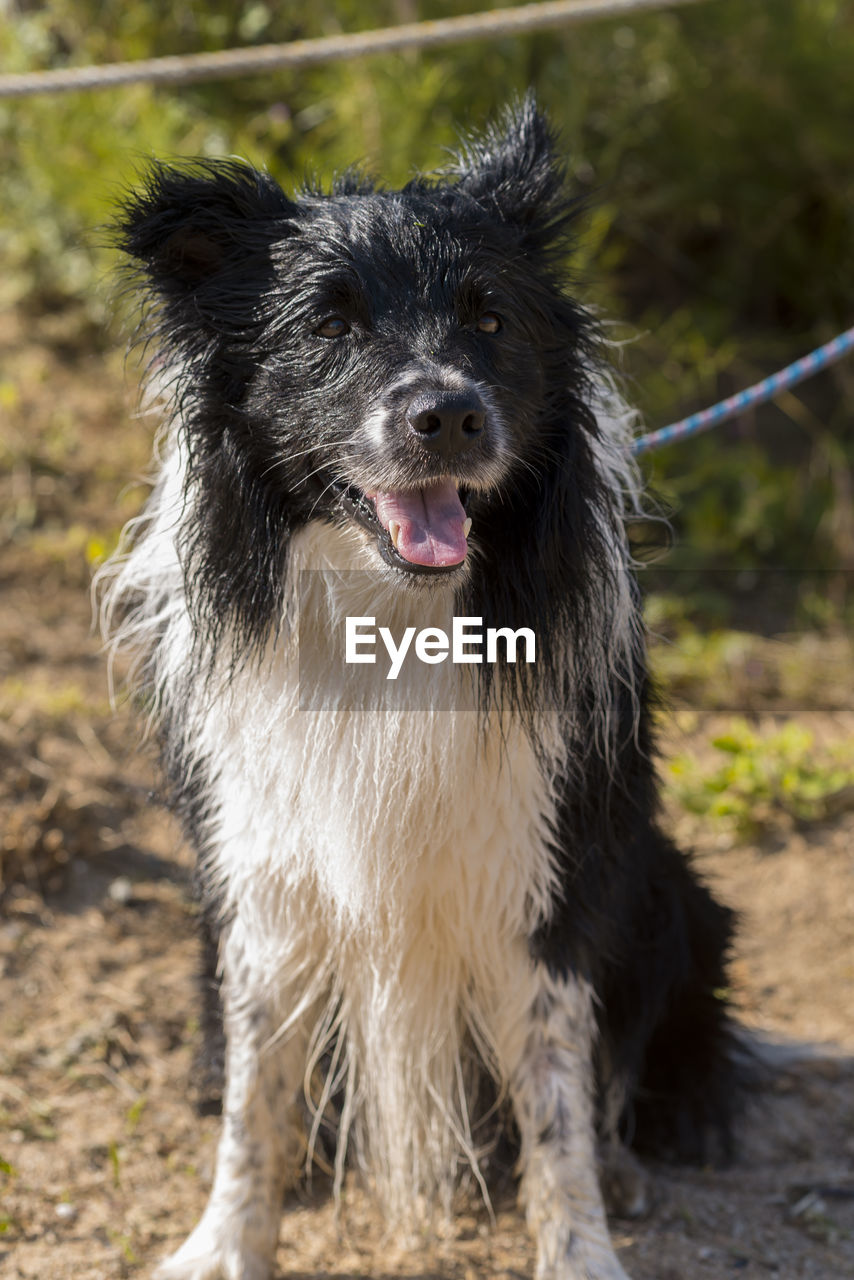 Portrait of a cheerful dog sitting on ground