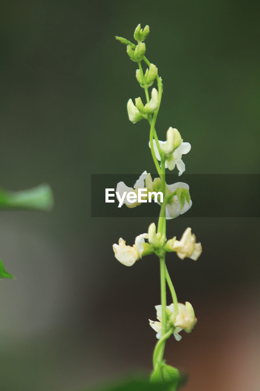 CLOSE-UP OF WHITE ROSE FLOWER BUDS