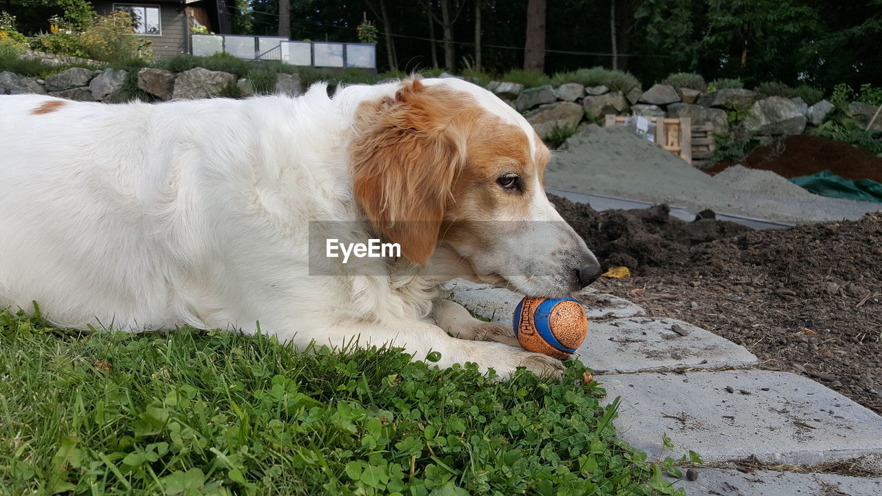 CLOSE-UP OF DOG IN MOUTH