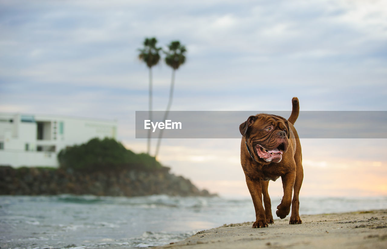 French mastiff walking on shore at beach against sky