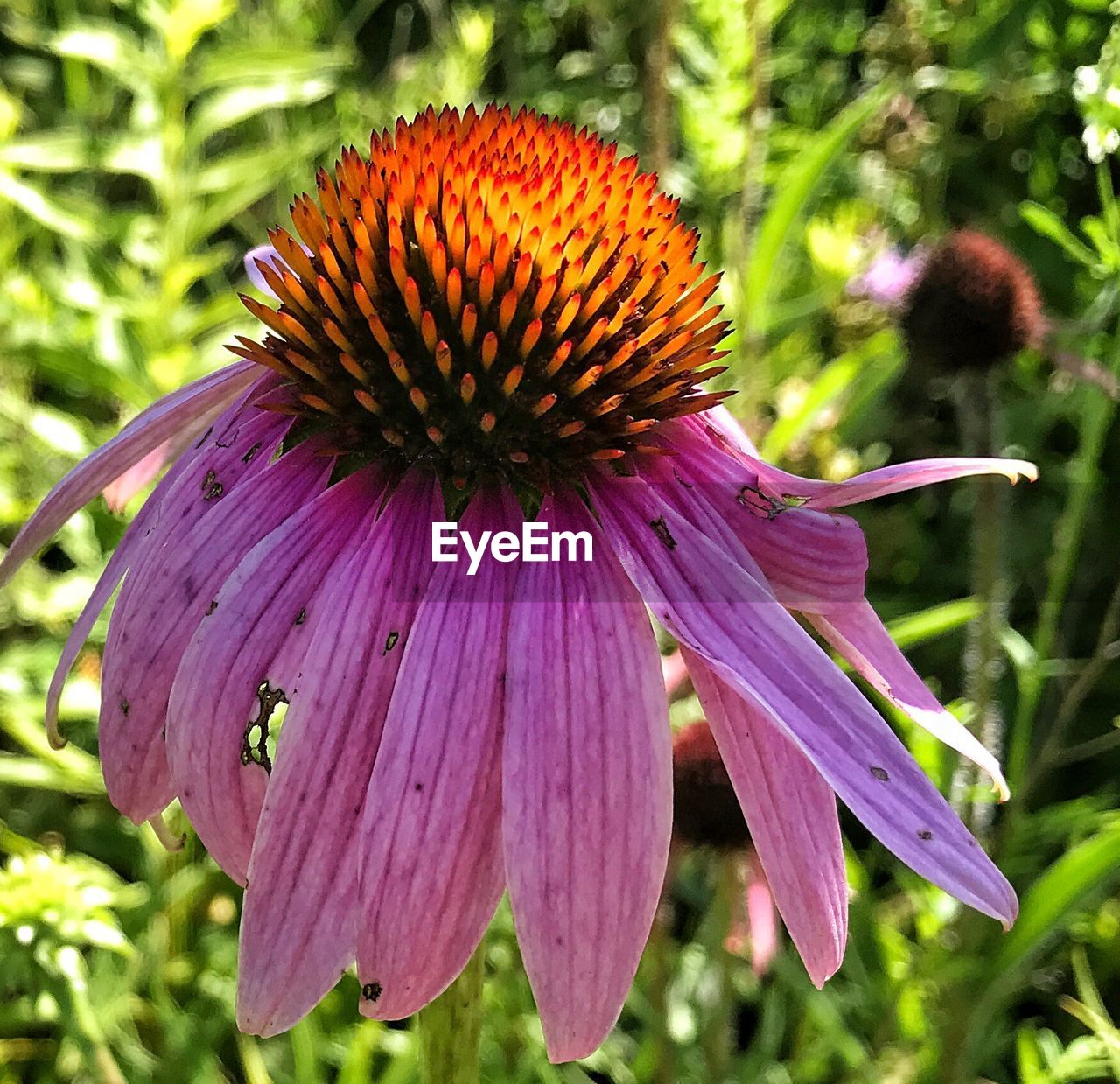 CLOSE-UP OF CONEFLOWER BLOOMING ON PURPLE CONEFLOWERS