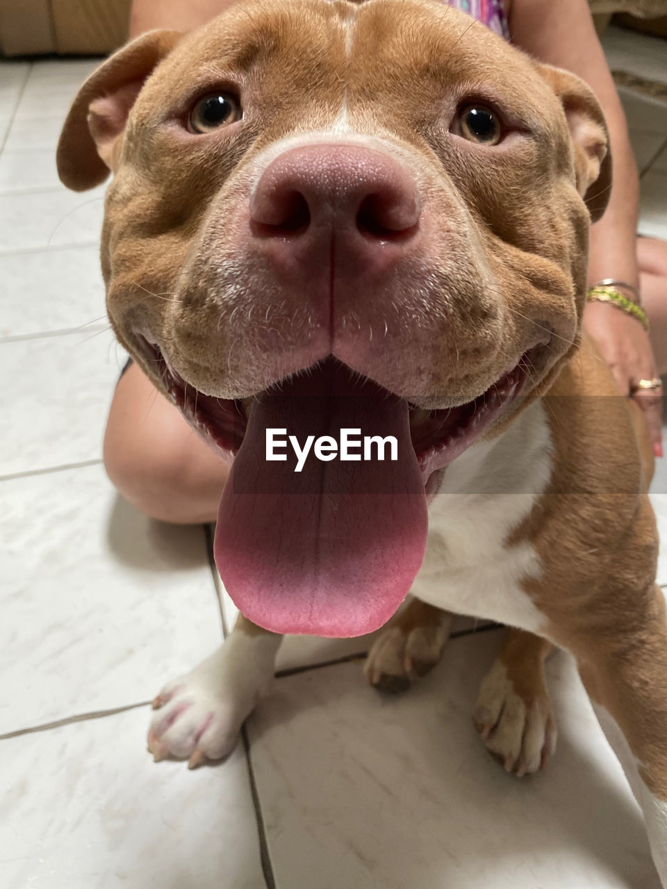 pet, domestic animals, mammal, dog, one animal, canine, animal themes, animal, pit bull, sticking out tongue, portrait, bulldog, looking at camera, facial expression, pit bull terrier, indoors, close-up, flooring, snout, american staffordshire terrier, animal body part, animal tongue, no people, puppy