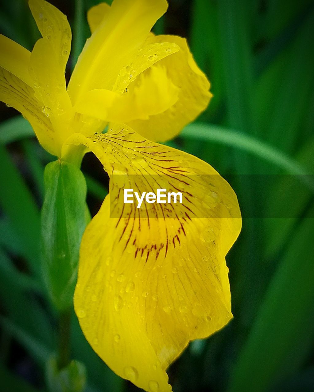 Close-up of yellow flower blooming outdoors