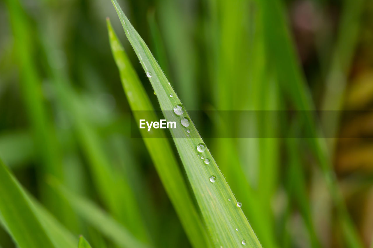 Close-up of raindrops on grass