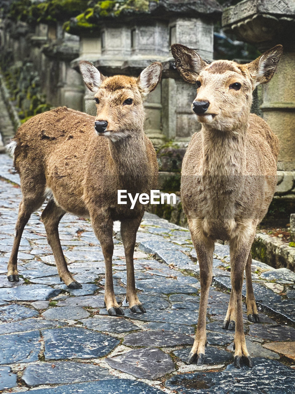 Portrait of deer standing on temple steps in nara, japan