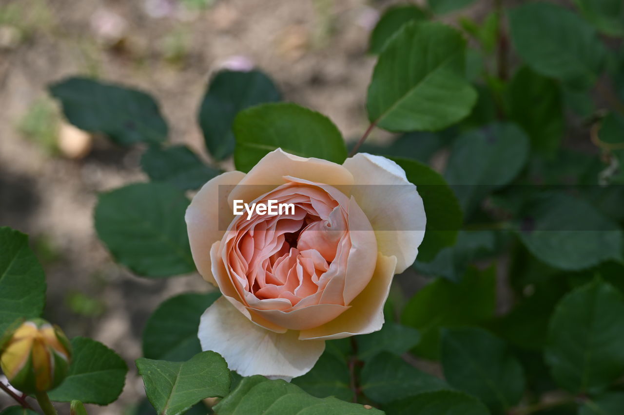 flower, plant, flowering plant, beauty in nature, rose, leaf, plant part, nature, petal, freshness, flower head, inflorescence, close-up, garden roses, fragility, growth, no people, outdoors, pink, focus on foreground, springtime, green, day, botany