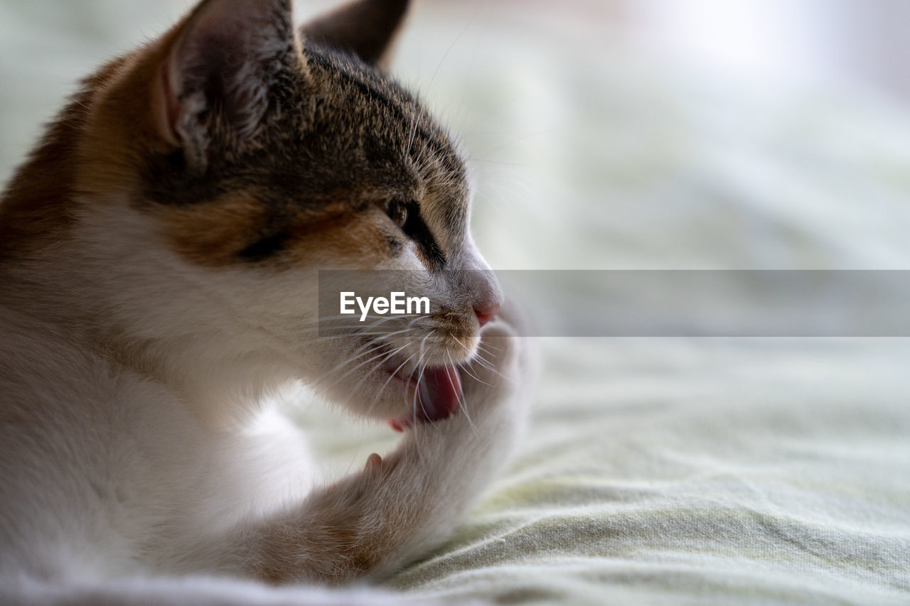 Close-up of a cat looking away