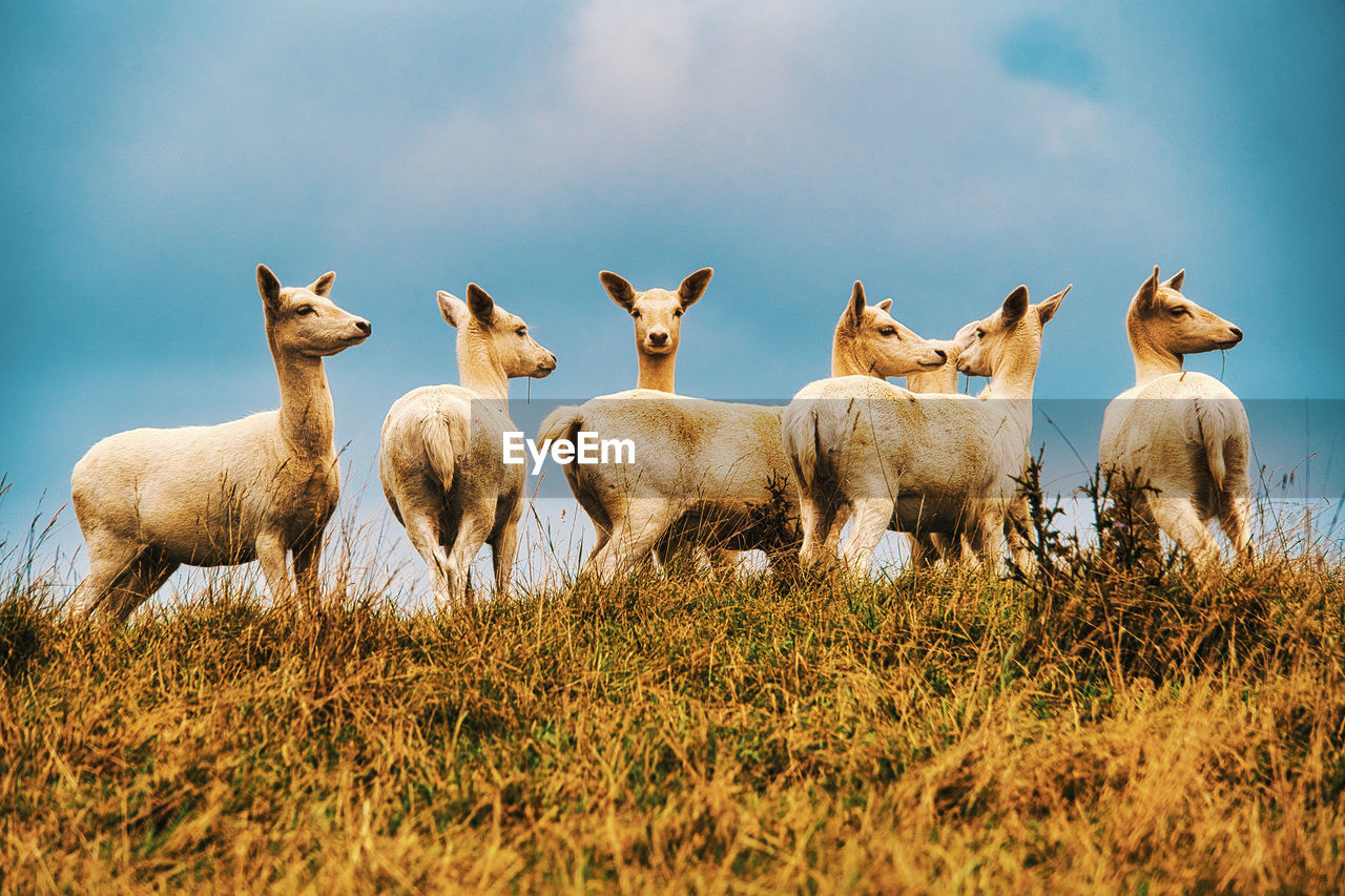 FLOCK OF SHEEP ON A FIELD