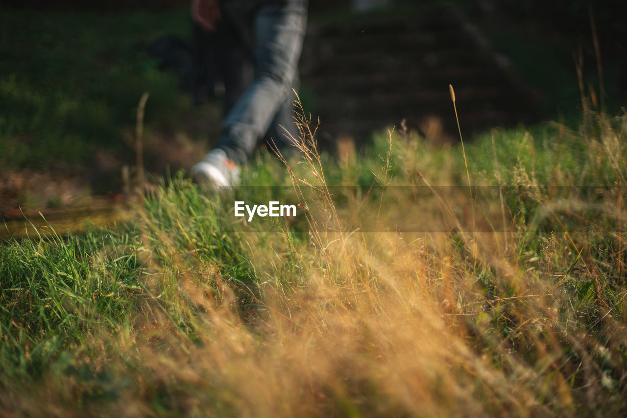 Close-up of grassy field