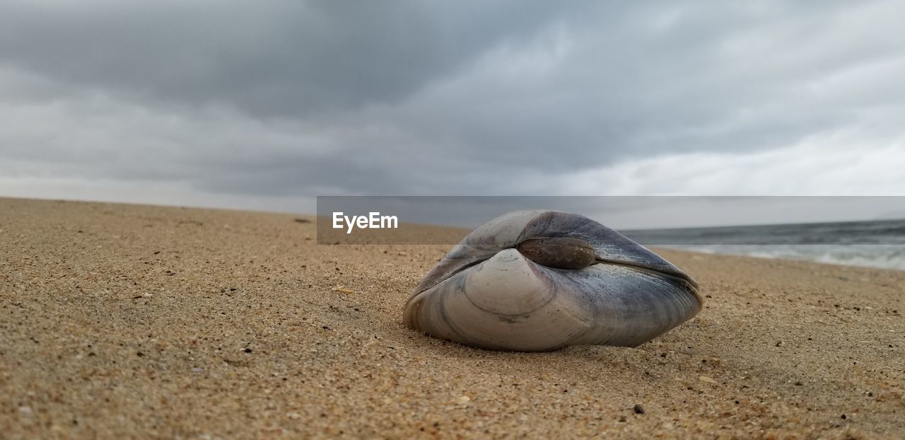 Close-up of shells on sand at beach against sky