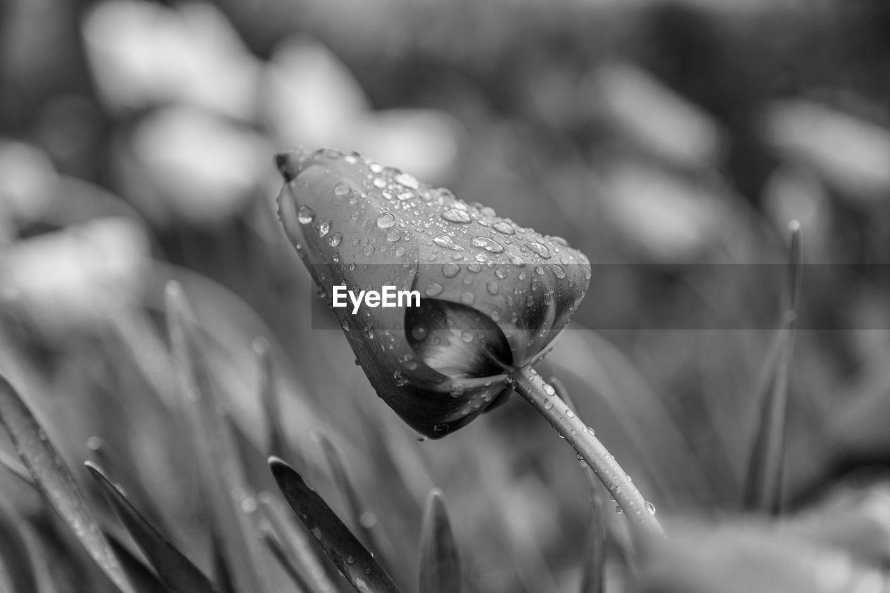 CLOSE-UP OF WET FLOWER IN GRASS